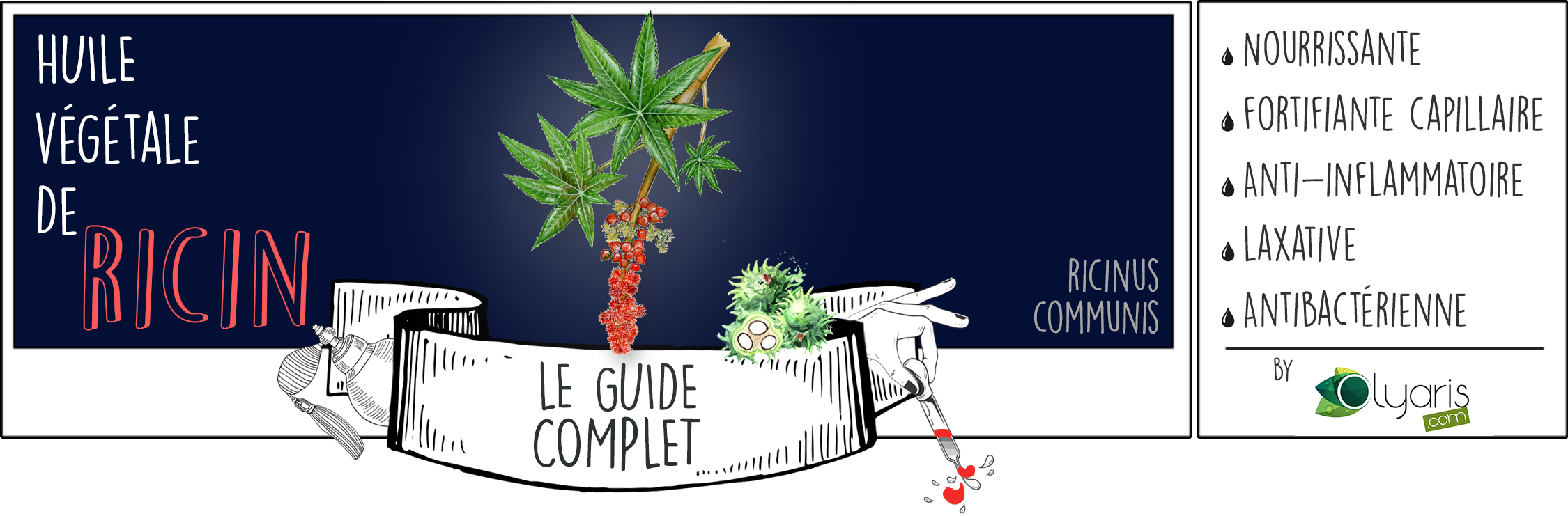 Huile Végétale de Ricin : le Guide d'Utilisation Complet - Olyaris